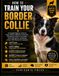 HOW TO TRAIN YOUR BORDER COLLIE