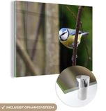 MuchoWow® Glass Painting 120x90 cm - Acrylic Glass Painting - Small Tit on a Brown Branch - Photo on Glass - Paintings