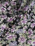 Name it Jurk Biologisch katoen
