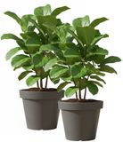 Merkloos Set van 2x stuks pot en plantenbak 50 cm donkergrijs