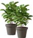 Merkloos Set van 2x stuks pot en plantenbak 50 cm donkergrijs