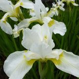 Arborix Iris 6 x Iris (G) 'White Knight' - Baardiris pot 9x9cm - Witte bloemen, zonminnend