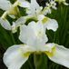 Arborix Iris 6 x Iris (G) 'White Knight' - Baardiris pot 9x9cm - Witte bloemen, zonminnend
