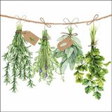 Ambiente Servetten Fresh Herbs 258 x 25 cm