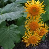 Arborix Telekia Speciosa 6 x Koeieoog pot 9x9cm - Grootbloemige Borderplant