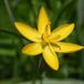 Arborix Bol 6 x Sisyrinchium Californicum - Blauwogengras pot 9x9 cm- Sierlijke Grasachtige Plant