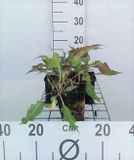 GRDplanten Groendecor Tuinarchitectuur 6x Duizenknoop - Persicaria ampl. 'Dark Red' | 9x9 cm pot