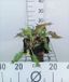 GRDplanten Groendecor Tuinarchitectuur 6x Duizenknoop - Persicaria ampl. 'Dark Red' | 9x9 cm pot
