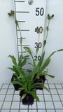 GRDplanten Groendecor Tuinarchitectuur 6x Kruisdistel - Eryngium agavifolium | 9x9 cm pot