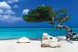 Tom Mackie Poster - Divi Divi Tree 91,5x61cm