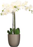Mica Decorations Orchidee kunstplant wit - 75 cm - inclusief bloempot taupe mat