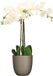 Mica Decorations Orchidee kunstplant wit - 75 cm - inclusief bloempot taupe mat