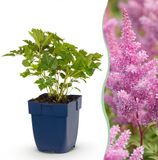 Green boutiQ Astilbe chin. Pumila Pluimspirea Paars 6 Planten Pot 11cm Hoogte 15-25cm