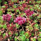 Arborix Sedum 6 x Sedum Spurium 'Schorbuser Blut' - Vetkruid pot 9x9cm