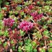 Arborix Sedum 6 x Sedum Spurium 'Schorbuser Blut' - Vetkruid pot 9x9cm