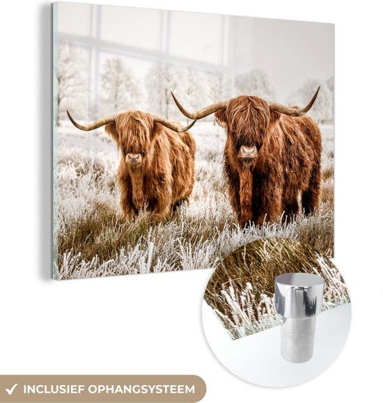 MuchoWow® Glass Painting 40x30 cm - Acrylic Glass Painting - Scottish Highlander - Cow - Animals - Photo on Glass - Paintings