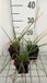 GRDplanten Groendecor Tuinarchitectuur 6x Vuurpijl - Kniphofia hybr. 'Royal Standard' | 9x9 cm pot