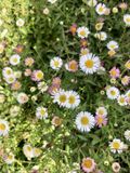 GRDplanten Groendecor Tuinarchitectuur 6x Fijnstraal - Erigeron karvinskianus | 9x9 cm pot