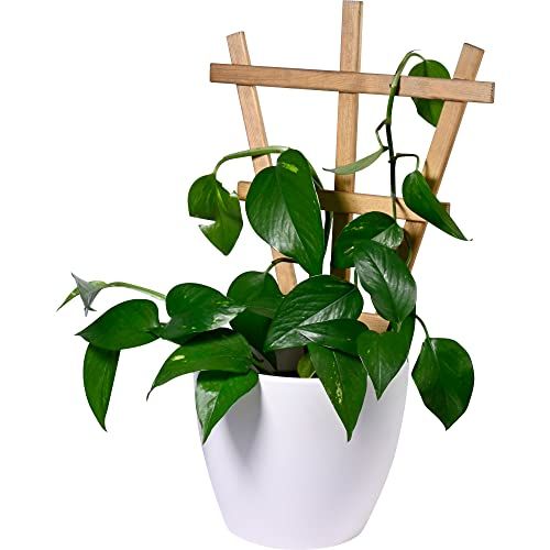 dobar® Green Label Positano - Set of 4 Decorative Wooden Trellis Planters - Brown