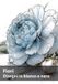 Fiori, Libri GmbH Fiori, Disegni in bianco e nero