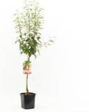 Fruithof Pyrus communis Triomphe de Vienne | handpeer | laagstam