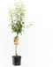 Fruithof Pyrus communis Triomphe de Vienne | handpeer | laagstam