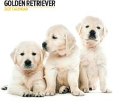 Magnet & Steel Golden Retriever Modern Kalender 2027