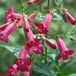 Arborix Penstemon 6 x Penstemon 'Andenken An Friedrich Hahn' (= Garnet) - Schildpadbloem pot 9x9cm - Rijke bloeier