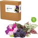 Click & Grow vibrant flower mix - Mix - 3 x 3 bloemen vullingen