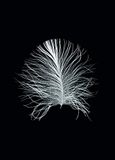 Komar Muurafbeelding | Feather Black | Poster, afbeelding, woonkamer, slaapkamer, decoratie, kunstdruk | zonder lijst | P121B-50x70 | Formaat: 50 x 70 cm (breedte x hoogte)