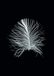Komar Muurafbeelding | Feather Black | Poster, afbeelding, woonkamer, slaapkamer, decoratie, kunstdruk | zonder lijst | P121B-50x70 | Formaat: 50 x 70 cm (breedte x hoogte)