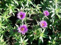 GRDplanten 6x Aster - Aster n.a. 'Purple Dome' | 9x9 cm pot