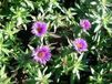 GRDplanten 6x Aster - Aster n.a. 'Purple Dome' | 9x9 cm pot