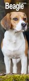 Beagle CAROUSEL CALENDARS 2027 Beagle Slim Hardcover