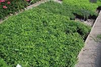 GRDplanten Groendecor Tuinarchitectuur 6x Aster - Aster div. 'Tradescant' | 9x9 cm pot