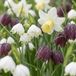 Green boutiQ - 30x Natte Tuinbol - Diversen - Zomerbloeier - Bolmaat 10/12