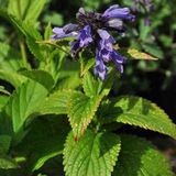 Arborix Bol 6 x Nepeta Subsessilis - Kattekruid pot 9x9cm