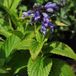 Arborix Bol 6 x Nepeta Subsessilis - Kattekruid pot 9x9cm