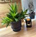 Klassieke Kimmel Set van 3 klassieke plantenbakken 13 cm grijs voor vetplanten, cactussen, bloempot voor orchideeën, decoratieve pot