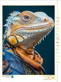 CALVENDO Legpuzzel Leguan casual | 1000 stukjes legformaat 64 x 48 cm foto-puzzel voor gelukkige uren