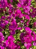 GRDplanten Groendecor Tuinarchitectuur 6x Randjesbloem - Aubrieta 'Bressingham Red' | 9x9 cm pot