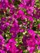 GRDplanten Groendecor Tuinarchitectuur 6x Randjesbloem - Aubrieta 'Bressingham Red' | 9x9 cm pot