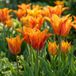 boutiQ - 48x Tulipa Vendeeglobe - Tulp Vendeeglobe - Jaune - Floraison printanière - Calibre du bulbe 11/12