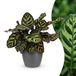 Green boutiQ Calathea Makoyana Pauwenplant