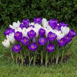 Merkloos / Sans marque Dutch Bulbs B.V. Krokus - Crocus - Blauw / Wit - 25 stuks - Bloembollen - Meerkleurig - Bloem bollen
