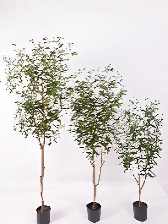 Oosterik Home Olijfboom 120 cm kunstplant
