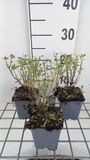 GRDplanten Groendecor Tuinarchitectuur 6x Struiksalie - Salvia greggii 'Blue Note' | 9x9 cm pot