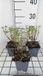GRDplanten Groendecor Tuinarchitectuur 6x Struiksalie - Salvia greggii 'Blue Note' | 9x9 cm pot