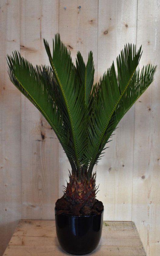 Warentuin natuurlijk - Cycas 'vredespalm' in zwarte pot