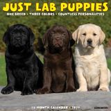 Willow Creek Press Lab Puppies 2027 12 X 12 Wall Calendar